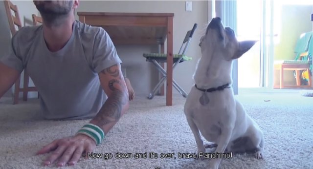 ペットは飼い主に似る?飼い主と同じポーズをとるワンコたちww