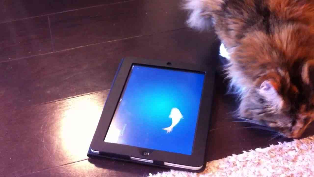 iPadの猫用アプリで遊ばせてみた。(Cat Playing iPad) - YouTube