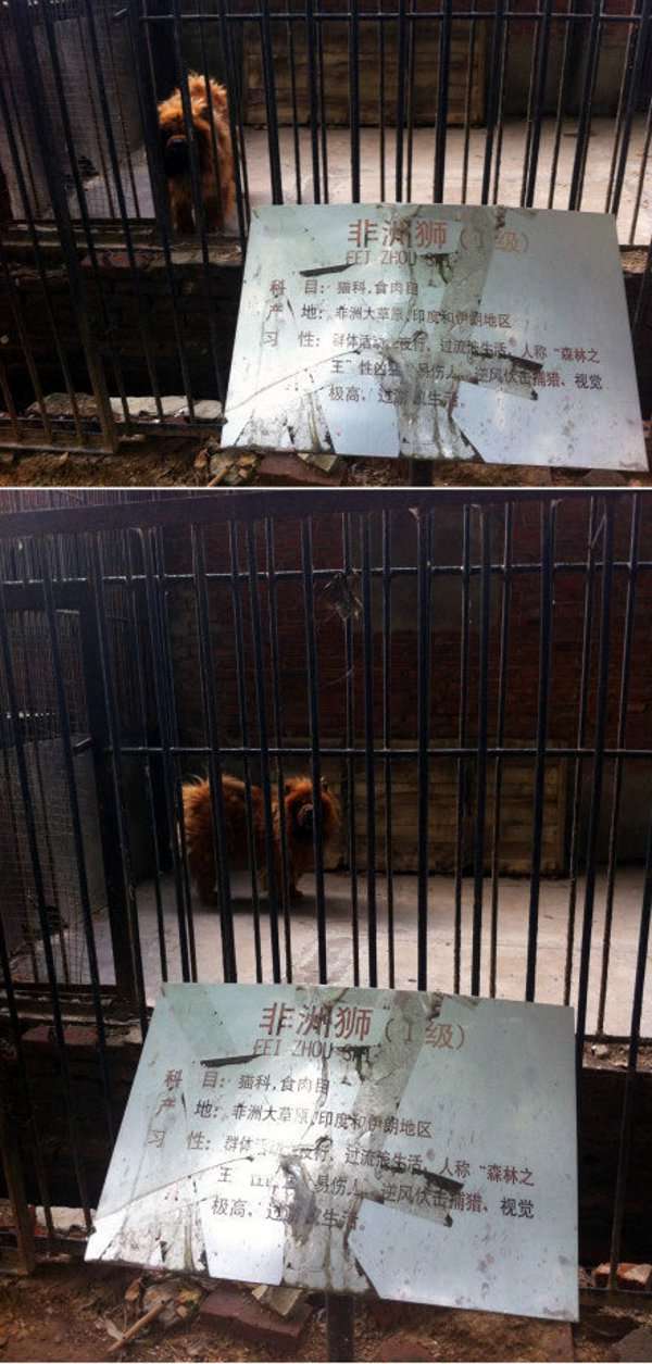 中国の動物園がライオンと称して犬を展示→「ワンワン」とほえてバレる→観客ブチキレww