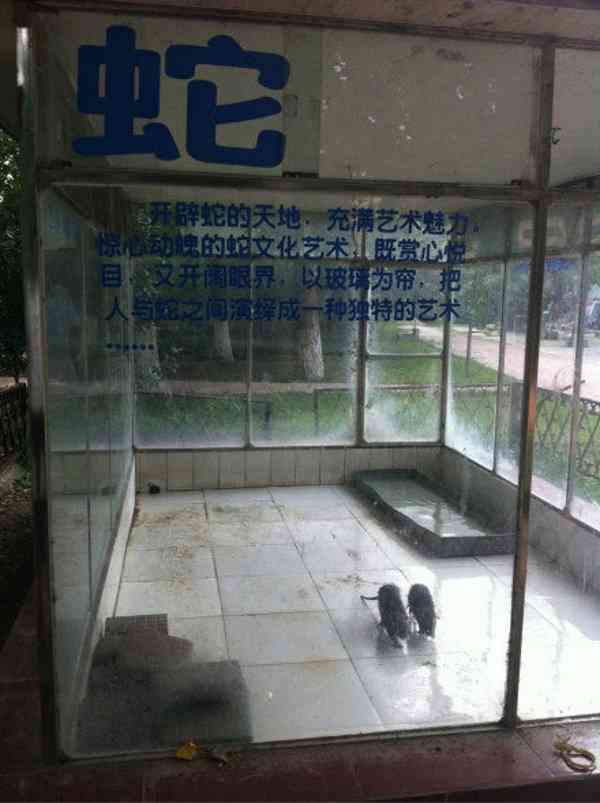 中国の動物園がライオンと称して犬を展示→「ワンワン」とほえてバレる→観客ブチキレww