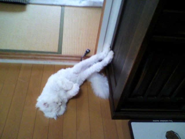 うちの猫が何か変だぞ!