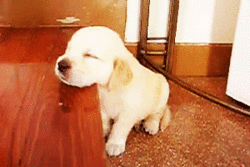 動物の赤ちゃん画像で癒されましょう（＊´ω｀＊）