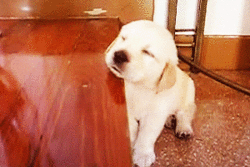 動物の赤ちゃん画像で癒されましょう（＊´ω｀＊）