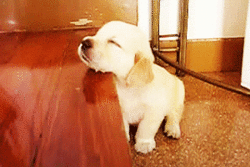 動物の赤ちゃん画像で癒されましょう（＊´ω｀＊）