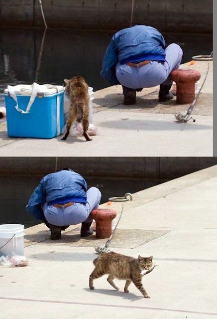 うちの猫が何か変だぞ!