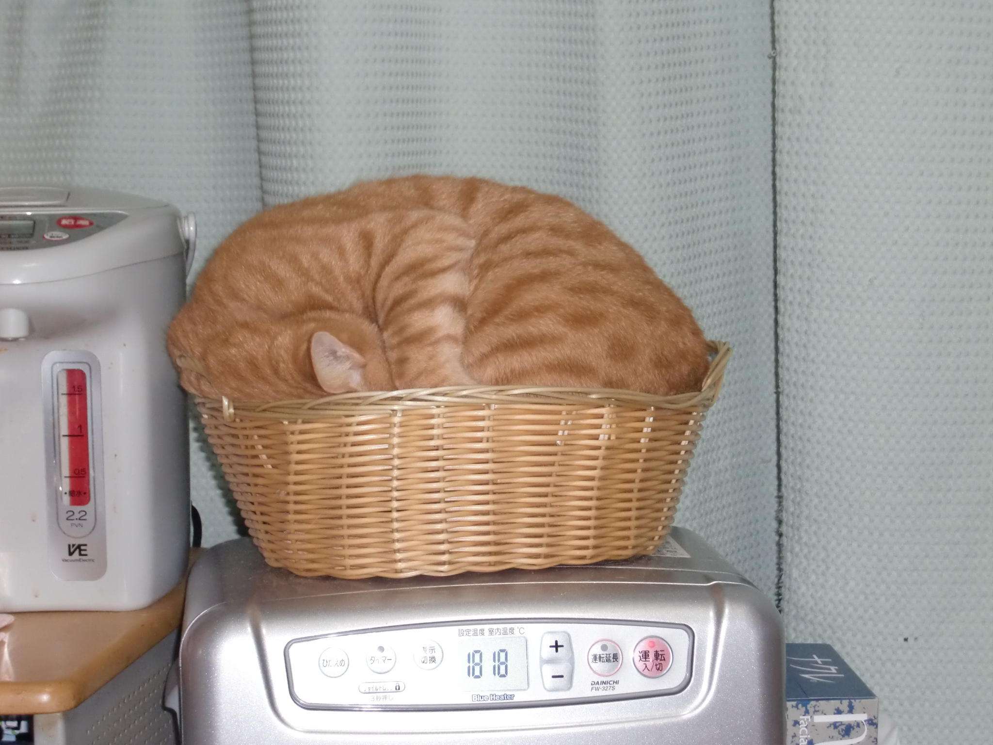うちの猫が何か変だぞ!