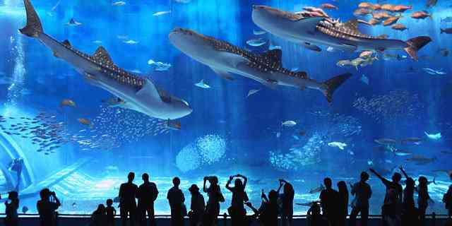 【注意喚起】水族館では下着が透けてしまうらしい！