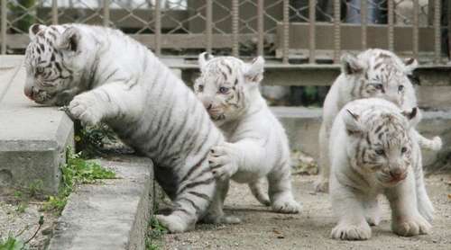 動物の赤ちゃん画像で癒されましょう（＊´ω｀＊）