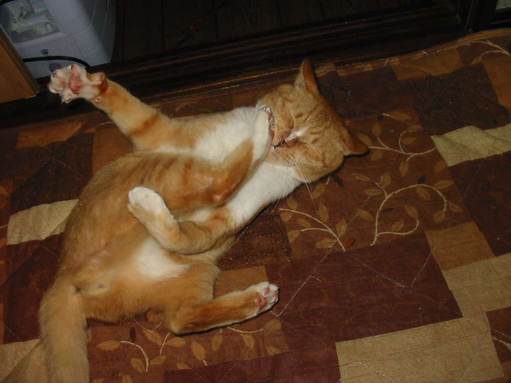 うちの猫が何か変だぞ!