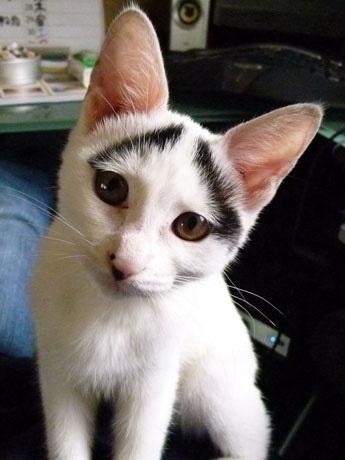 うちの猫が何か変だぞ!
