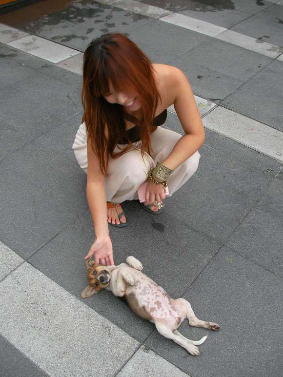 猫派を犬派にする方法 / 犬派「猫派とかいってても駆け寄ってくる犬の可愛さに一発で犬派になりますよ」 – あいだ　みさのブログ