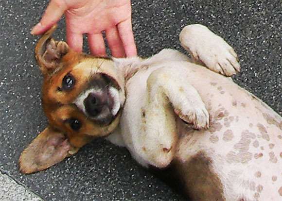 犬は孤独に耐えられない! 留守番させられると「うつ気味」になるらしい