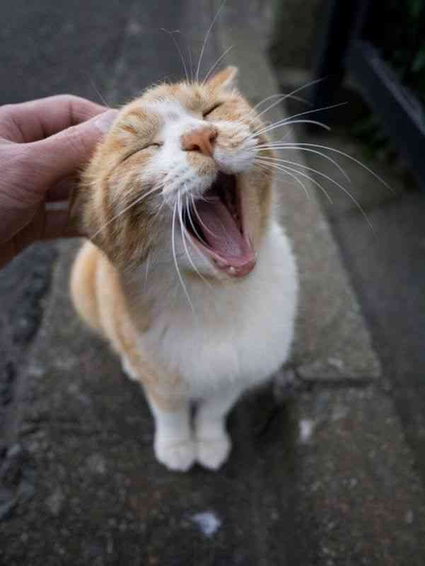 うちの猫が何か変だぞ!