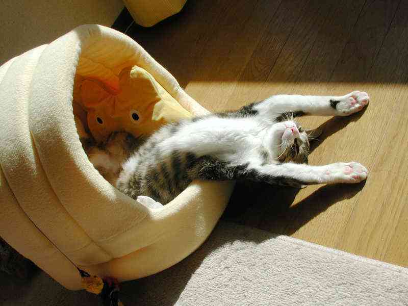 うちの猫が何か変だぞ!