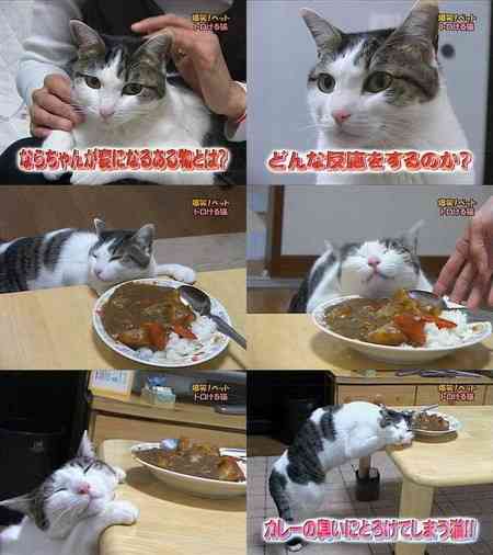 うちの猫が何か変だぞ!