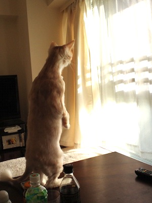 うちの猫が何か変だぞ!