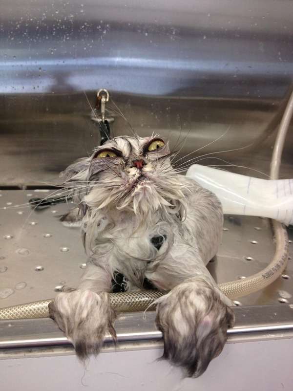 うちの猫が何か変だぞ!