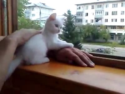 飼い主のピンチを救おうとする子猫が可愛すぎる件ｗｗｗ