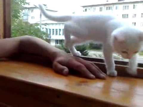 Заботливая кошечка \ Careful Kitty - YouTube