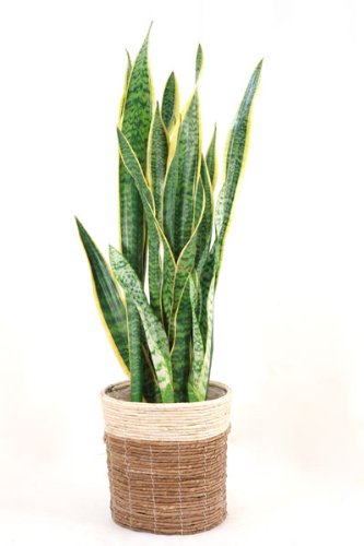 観葉植物について語りましょう