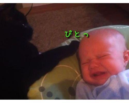飼い主のピンチを救おうとする子猫が可愛すぎる件ｗｗｗ