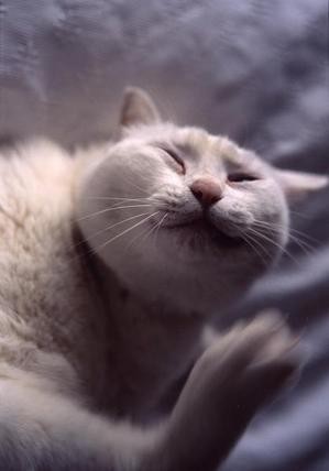 うちの猫が何か変だぞ!
