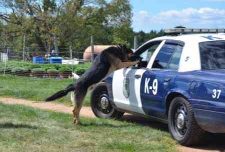 実は犬好きこそ危ない？犬にかまれる人の残念な特徴5パターン - ネタりか