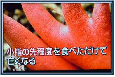【注意】指じゃない、触れるとただれ食べると死ぬキノコ　カエンタケ今が繁殖のピーク