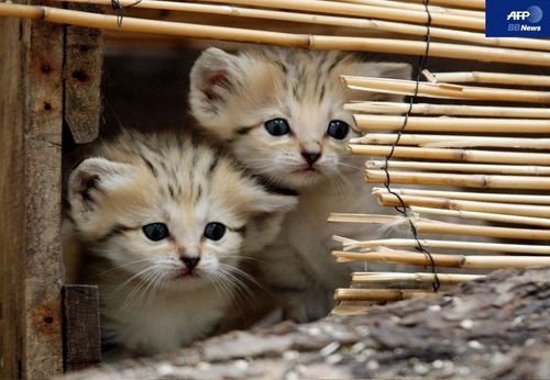 動物の赤ちゃん画像で癒されましょう（＊´ω｀＊）