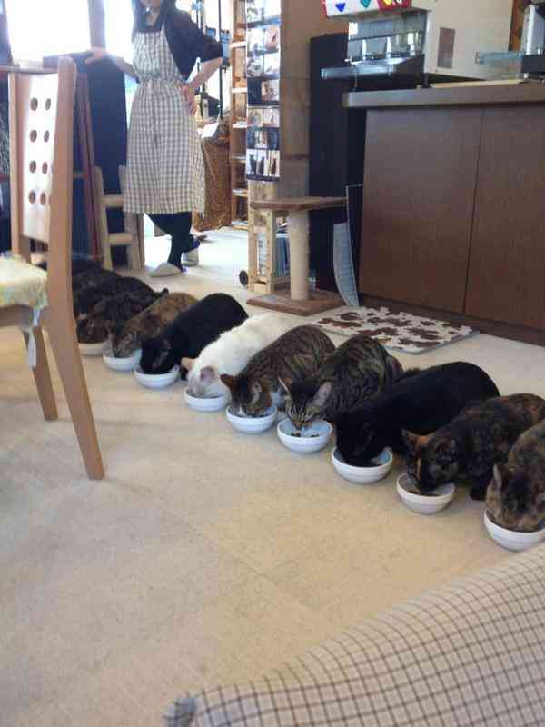 うちの猫が何か変だぞ!