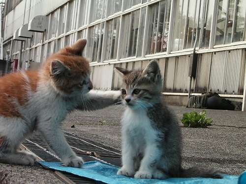 うちの猫が何か変だぞ!