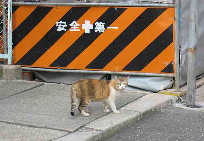 「おぎやはぎ」矢作さん、オートバイで転倒し骨折