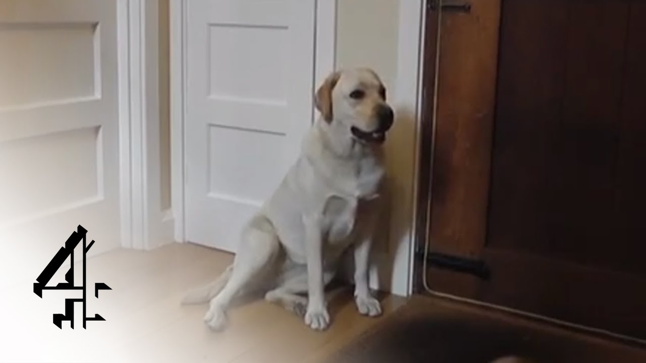 Dogs Alone  | Channel 4 - YouTube