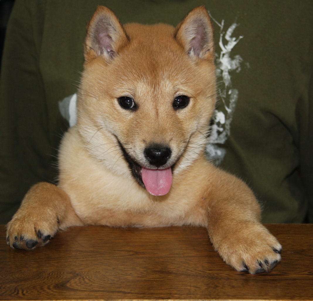 ゴミ箱に犬を投げ入れ逃走