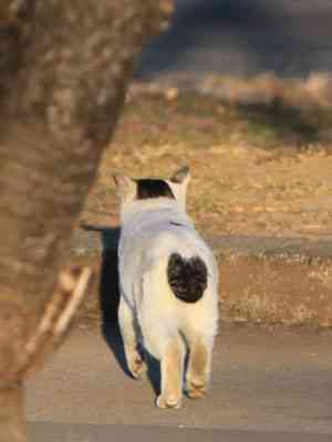 うちの猫が何か変だぞ!