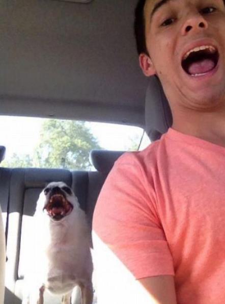 ペットは飼い主に似る?飼い主と同じポーズをとるワンコたちww