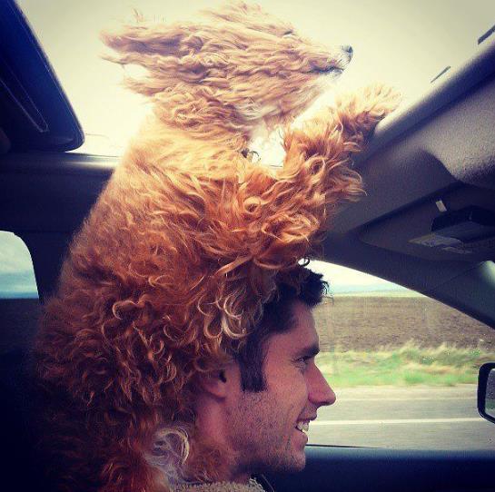 ペットは飼い主に似る？飼い主と同じポーズをとるワンコたちｗｗ