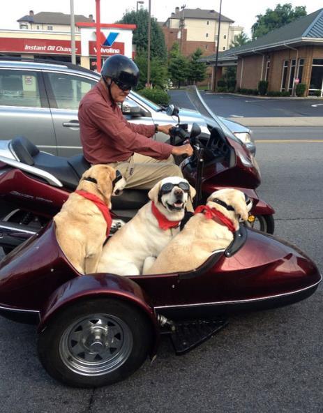 ペットは飼い主に似る?飼い主と同じポーズをとるワンコたちww