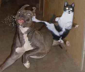 犬にかまれる人の残念な特徴