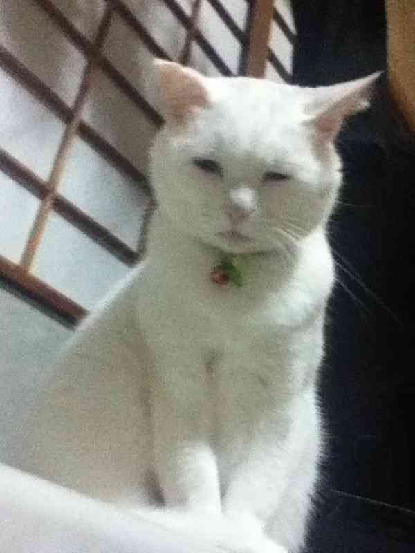 うちの猫が何か変だぞ!