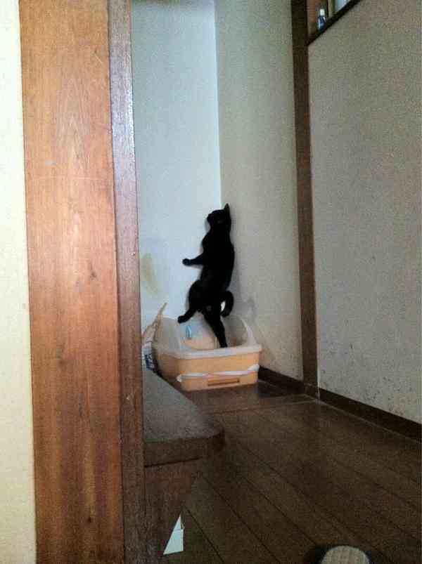うちの猫が何か変だぞ！