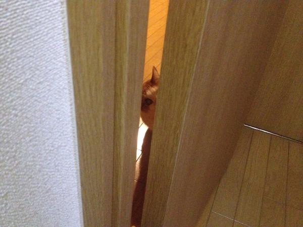 うちの猫が何か変だぞ!