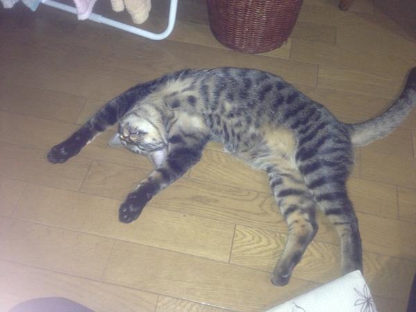 うちの猫が何か変だぞ!
