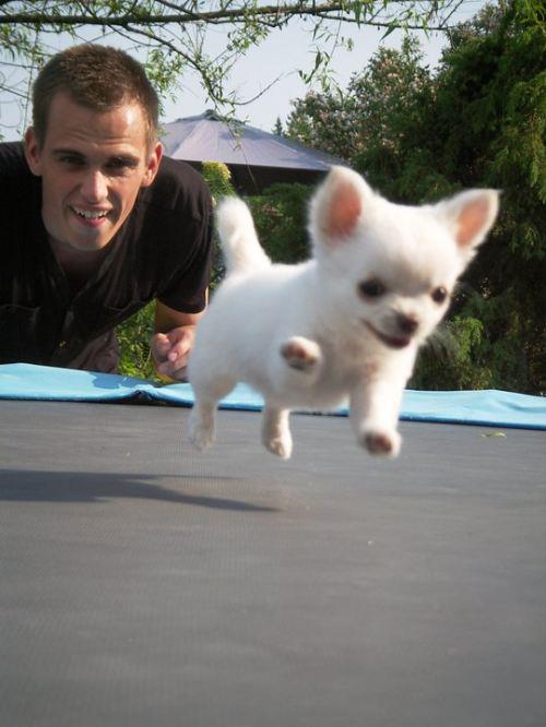 動物の赤ちゃん画像で癒されましょう（＊´ω｀＊）