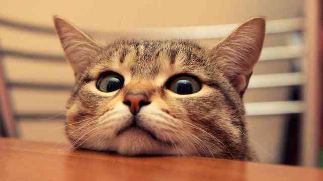 うちの猫が何か変だぞ!