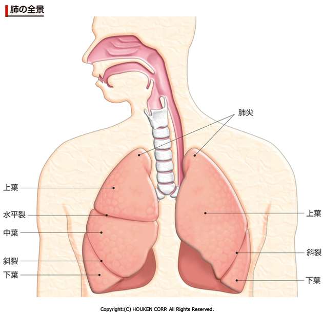 酸素を注射することで、30分間呼吸をしなくても生存可能に