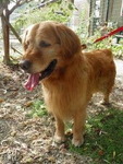 【山口・周南 連続殺人】“かつを”の愛犬「オリーブ」ちゃん、心臓発作で死亡していた＝飼い主の身柄確保とほぼ同時刻に・・・