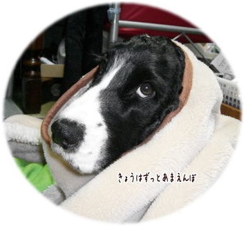 みなさんの飼っているペットの苦手なものって何ですか？