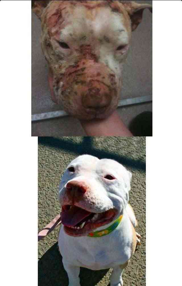 9月1日から改正動物愛護管理法が施行されました。ペットを遺棄すると最高100万円の罰金刑になります