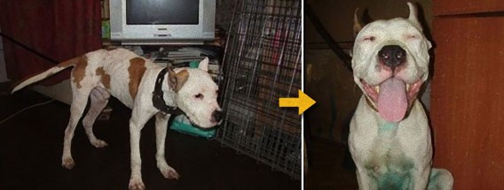 もう一度信じたい。捨てられた犬が新たに心を開くとき…捨て犬たちのビフォア・アフター写真